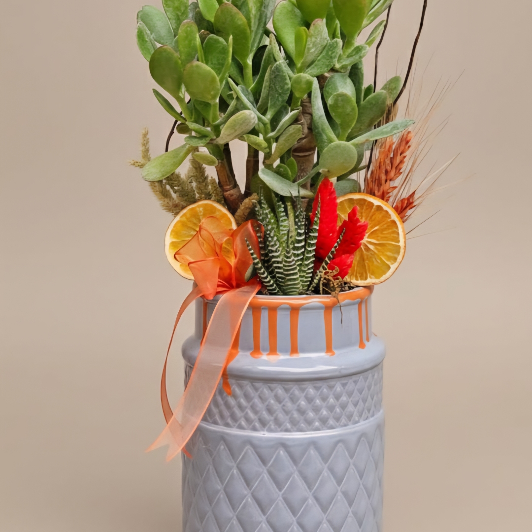 Crassula Para Çiçeği