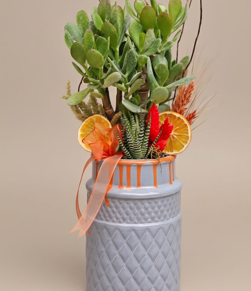 Crassula Para Çiçeği